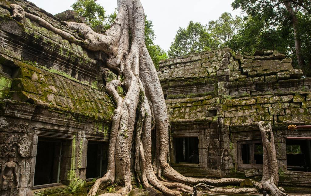 mossy ruins with tree roots growing over them